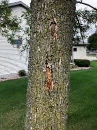 Website - Terrace Tree EAB pic2