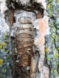 Website - Terrace Tree EAB pic3